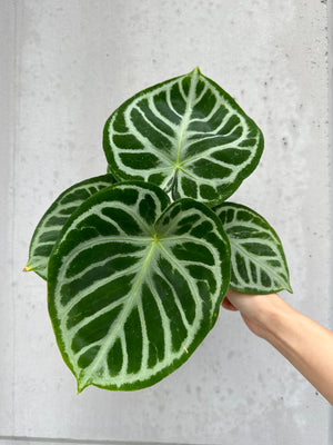 Anthurium Doryaki silver -4 (17)